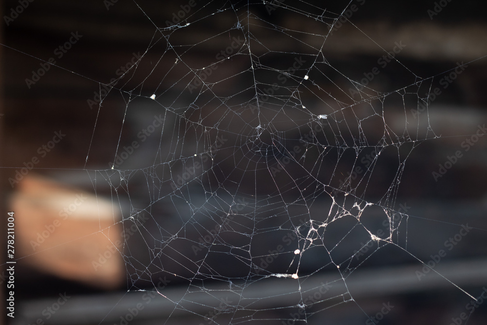 Cobweb, isolated on black background. Spiderweb for Halloween design. Spider web elements,spooky, scary, horror halloween decor.