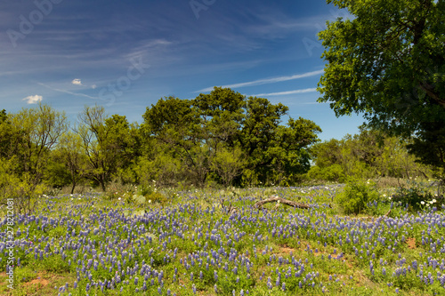 Wallpaper Mural Old tractor in Bluebonnets wildflowers field and blue sky background Torontodigital.ca