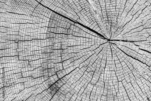 Cross section of large tree trunk in black and white