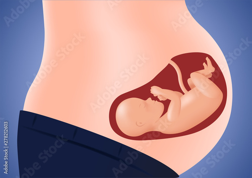 woman pregnant anatomy vector	