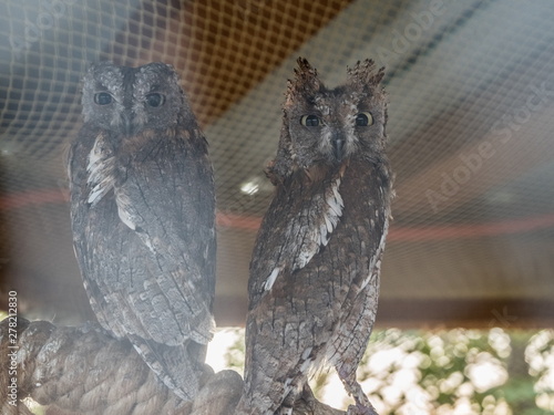 An two owl with large round eyes sits in cage photo