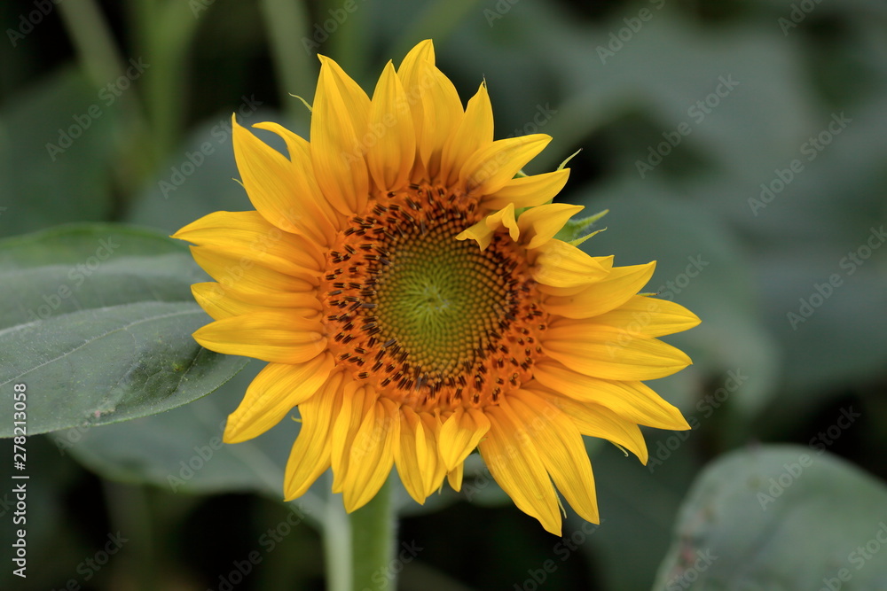 Fototapeta premium It has become the best time to see sunflowers.