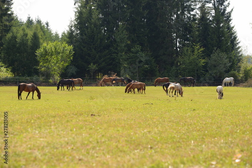 Bunt gemischte Pferdeherde in der Sonne © Grubärin