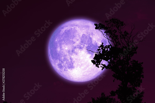 purple sturgeon moon on red night sky back silhouette trees