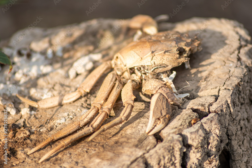 Skelett einer toten Krabbe am Strand als Opfer einer Möwe an der Küste aus dem Wasser gefischt und als Delikatesse gefressen von Wasservögeln mit Appetit auf Krabbenfleisch ohne Scheren