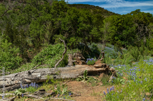 Wallpaper Mural Bluebonnets wildflowers along tree stump in field and blue sky background Torontodigital.ca