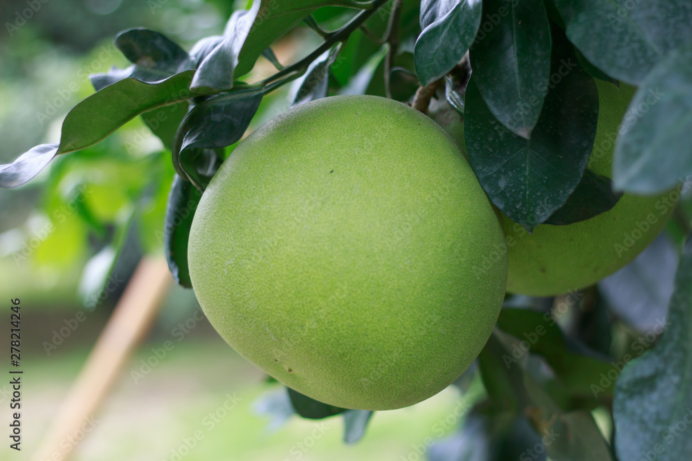 Pomelo, ripening fruits of the pomelo, natural citrus fruit, green pomelo hanging on branch of the tree Pomelo, ripening fruits of the pomelo, natural citrus fruit, green pomelo hanging on branch of the tree