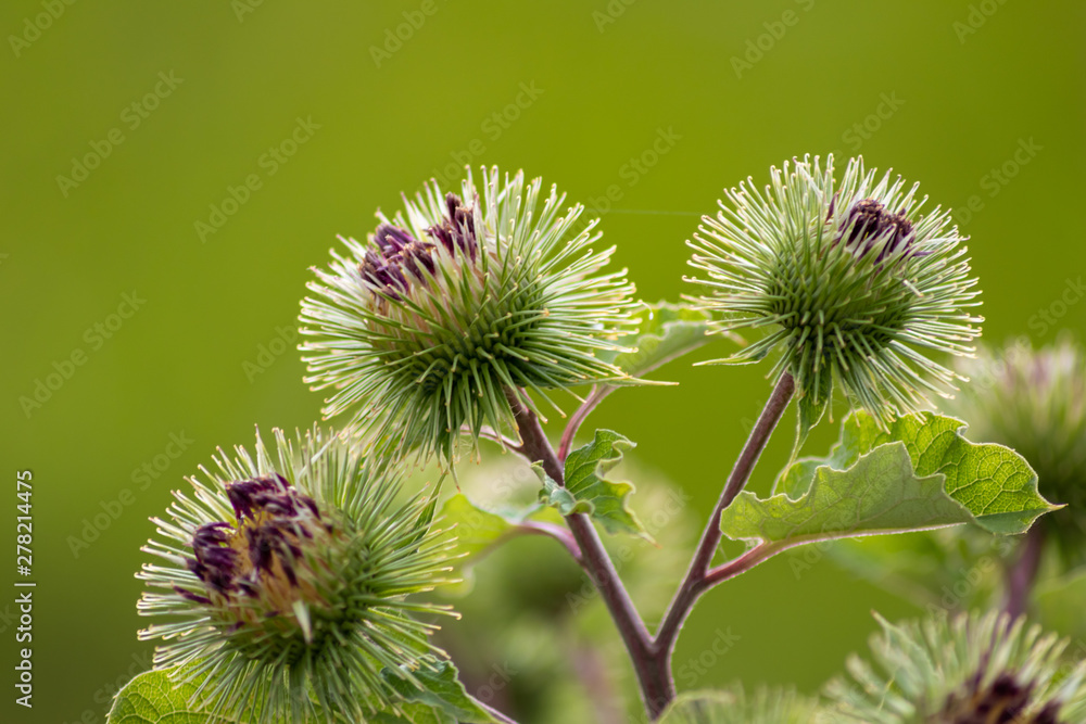 Grosse Klette (Arctium, lappa) mit spitzen Stacheln zum Anheften wie Klettverschluss an Spaziergängern sorgt für Verbreitung der Samen und Pollen mit Widerhaken und Haken und Ösen Grosse Klette (Arctium, lappa) mit spitzen Stacheln zum Anheften wie Klettverschluss an Spaziergängern sorgt für Verbreitung der Samen und Pollen mit Widerhaken und Haken und Ösen
