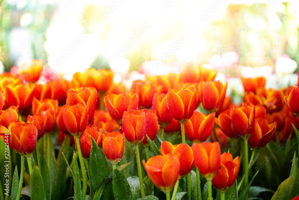 Orange tulips growing in the garden.Red and yellow tulips surrounded by green leaves in the park.