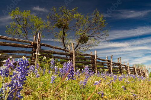 Fototapeta Naklejka Na Ścianę i Meble -  Bluebonnets and white wildflowers and fence line in field and blue sky background
