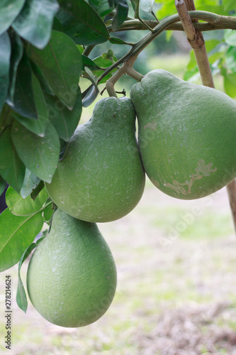 Pomelo, ripening fruits of the pomelo, natural citrus fruit, green pomelo hanging on branch of the tree