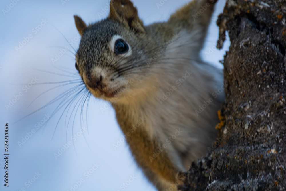 Obraz premium Squirrel in a Tree