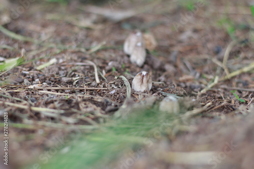 Group of Wild Mushrooms Growing on the Ground