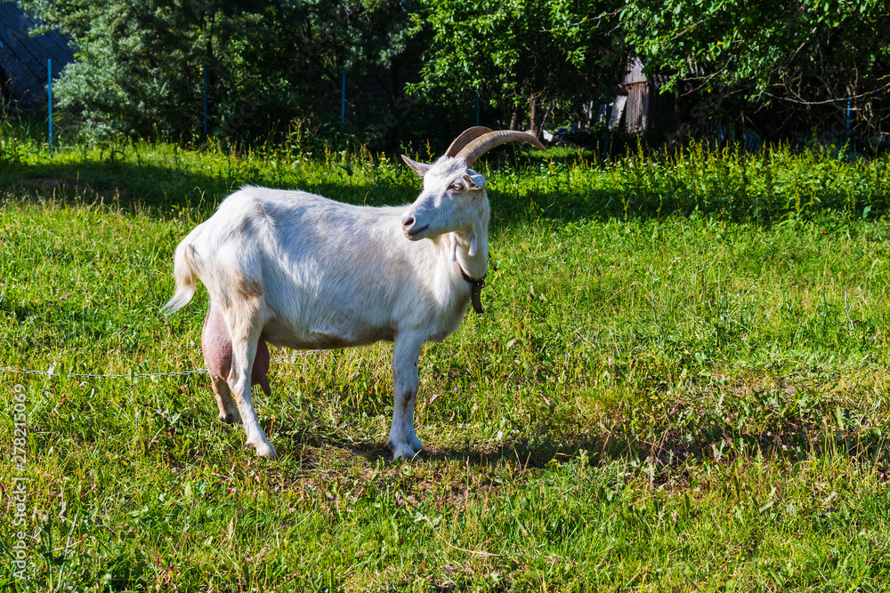 white goat walks in the meadow in the summer white goat walks in the meadow in the summer