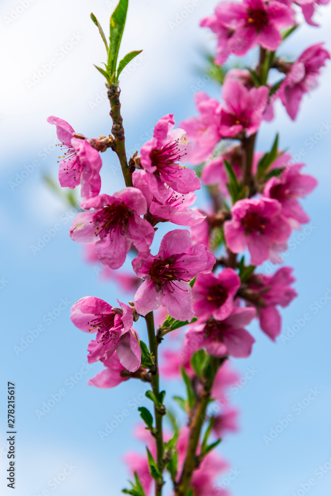 Obraz premium Beautiful spring flowers