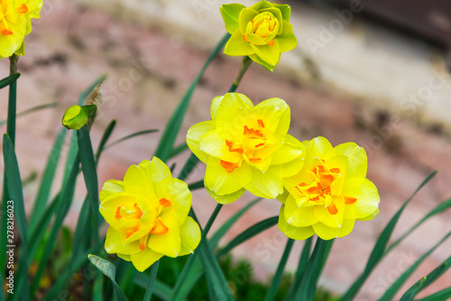 Fototapeta Naklejka Na Ścianę i Meble -  Beautiful spring flowers
