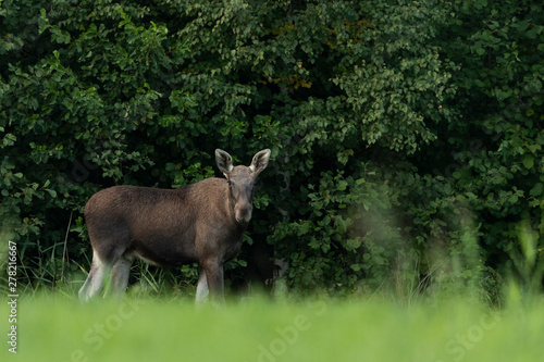 Young moose bull (Alces alces)