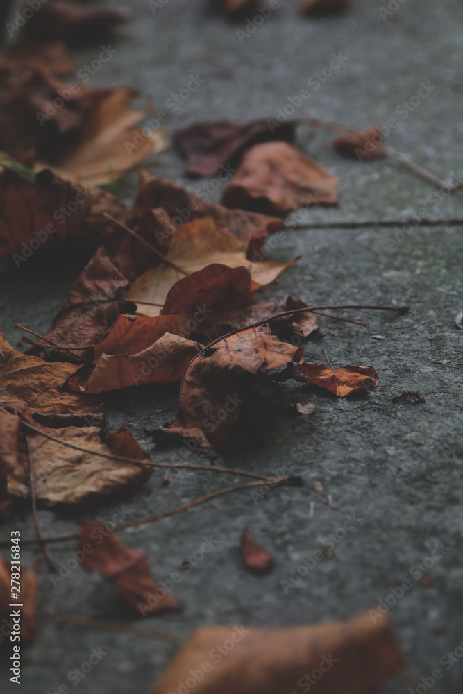 autum leaves on the ground (low key, crushed blacks) autum leaves on the ground (low key, crushed blacks)