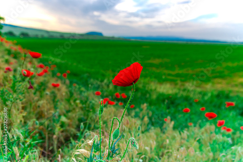 Poppies spring flowers