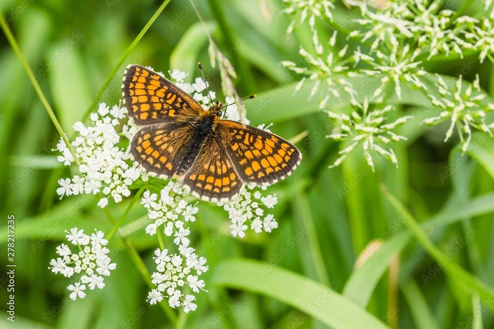 Obraz premium Black and orange butterfly, Heath Fritillary, sitting on white flower growing in a meadow on a summer day. Blurry green grass in background.