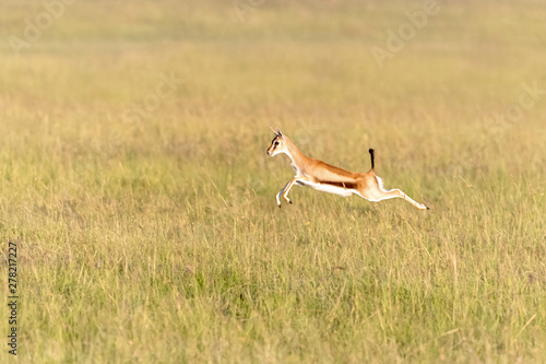 Thomsons Gazelle leaps in the long grass of the Masai Mara, Kenya. This is a young female.