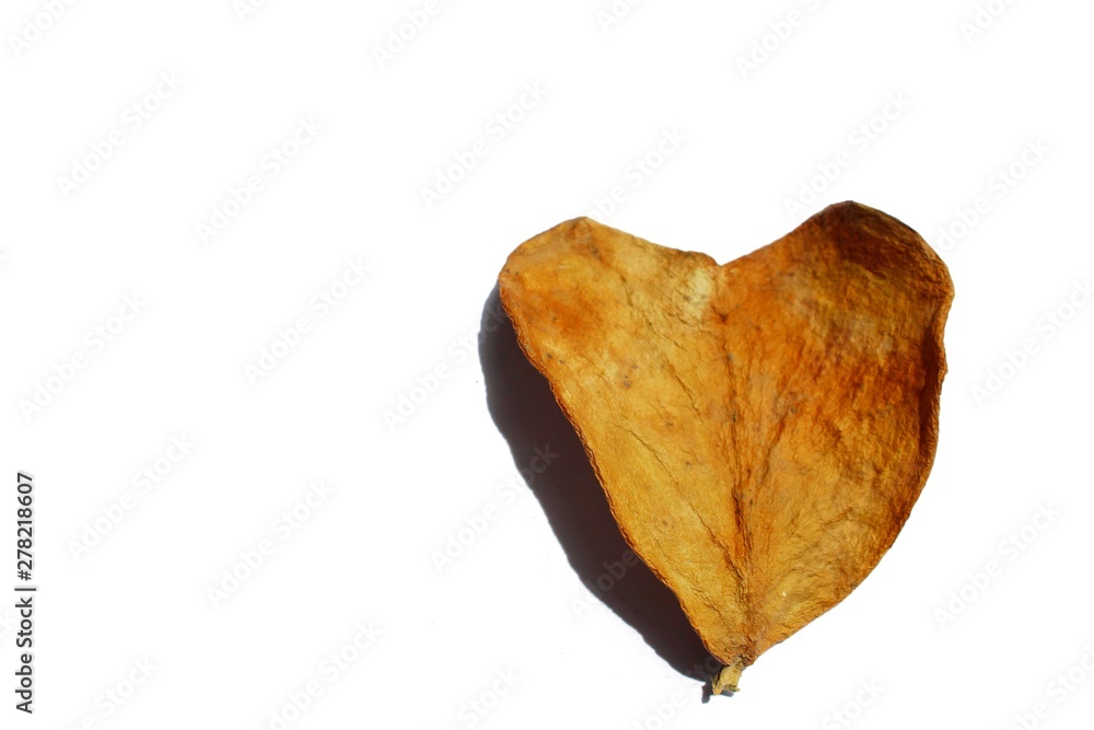 Brown heart-shaped dry leaves on a white background Brown heart-shaped dry leaves on a white background