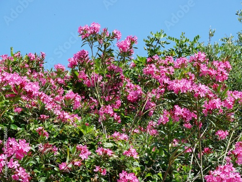 Pinker Oleander