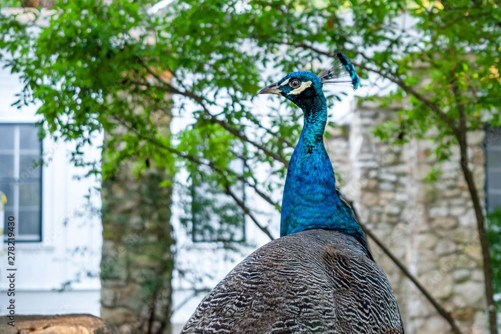 Obraz premium A close portrait of a female blue peacock