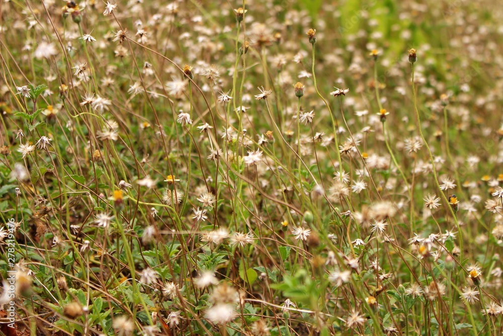 The beauty of brown and yellow grass flowers The beauty of brown and yellow grass flowers