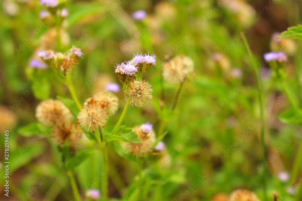 The beauty of brown and yellow grass flowers The beauty of brown and yellow grass flowers
