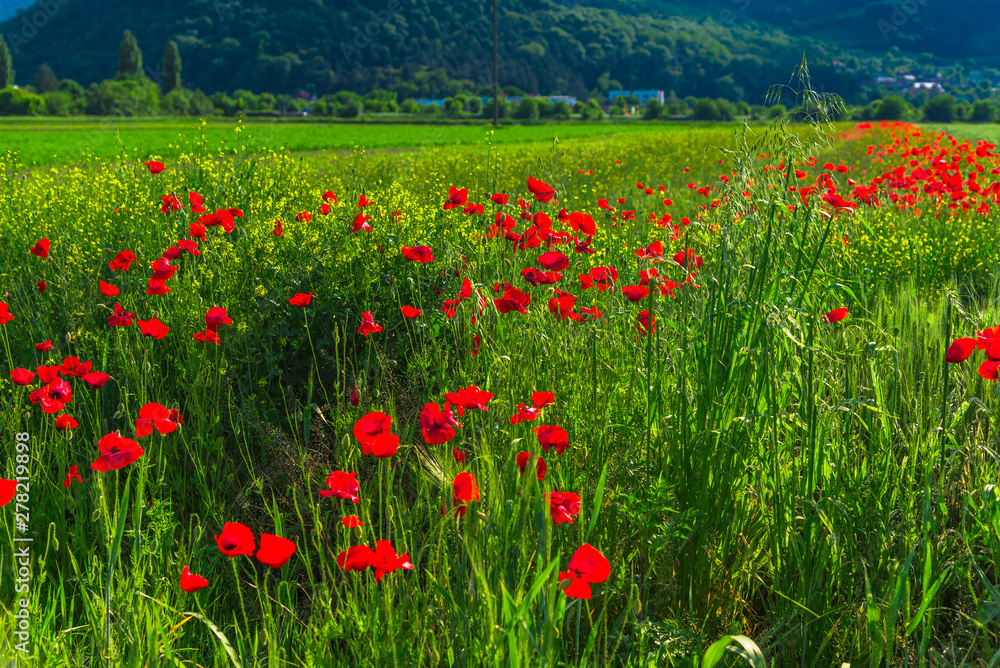 Poppies flowers field