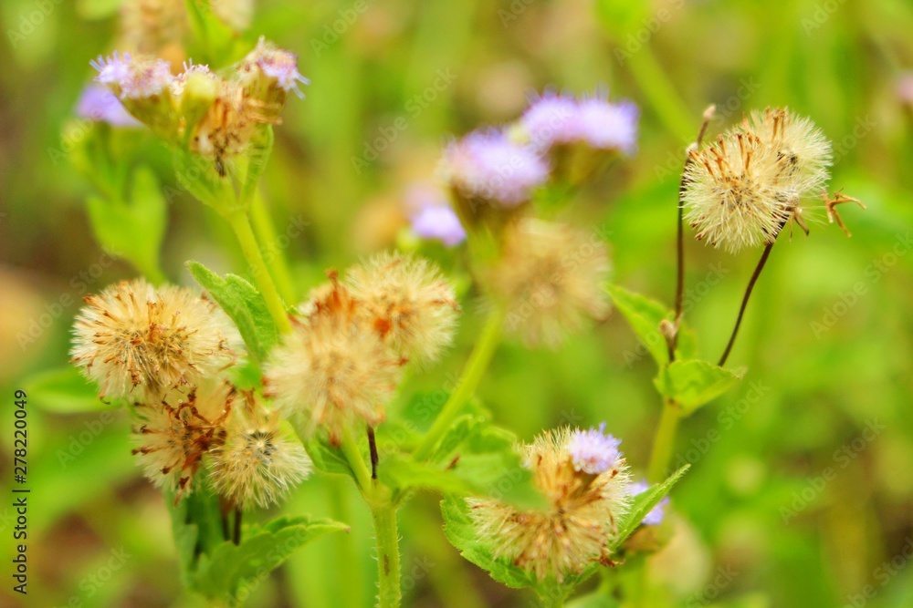 The beauty of brown and yellow grass flowers The beauty of brown and yellow grass flowers