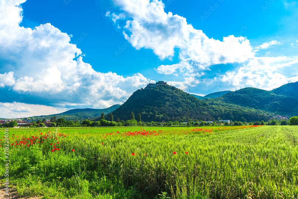 Poppies flowers field