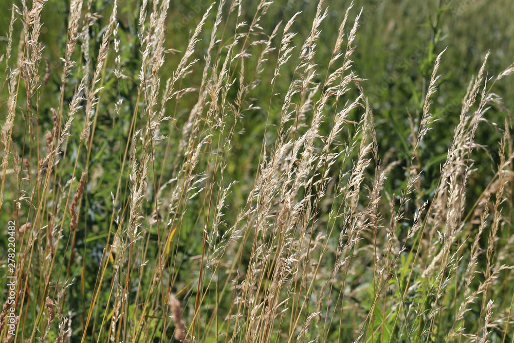 Yellow tall and dry grass on a green background Yellow tall and dry grass on a green background