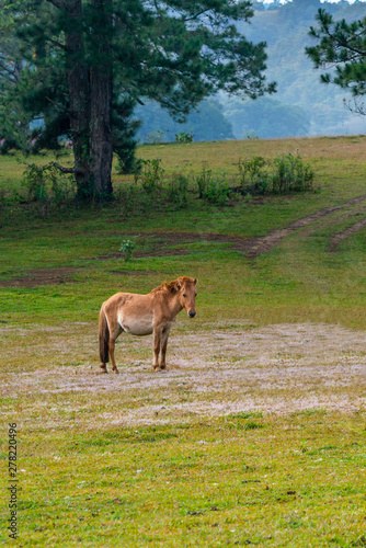 Lonely brown horse standing on the pasture