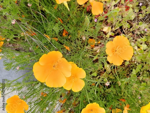 yellow flowers in the garden