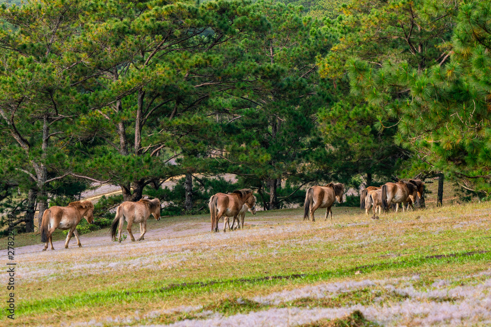 Fototapeta premium Group of wild horses on the pink grass hill