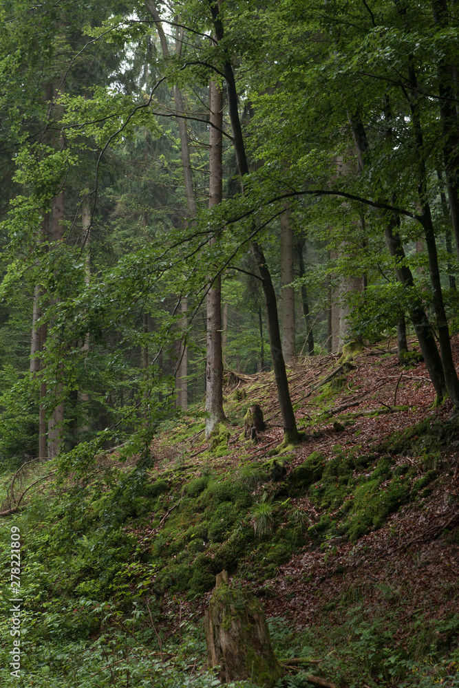 Thuringen forest Germany. Thuringer wald Thuringen forest Germany. Thuringer wald
