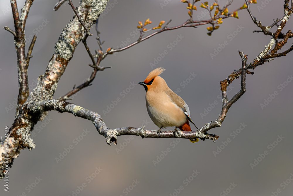 Bohemian Waxwing - Bombycilla garrulus - bird with mohawk Bohemian Waxwing - Bombycilla garrulus - bird with mohawk