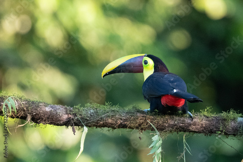 Keel-billed Toucan - Ramphastos sulfuratus  large colorful toucan from Costa Rica forest with very colored beak.