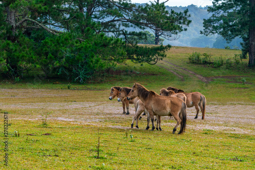 Group of brown horses moving on the pasture
