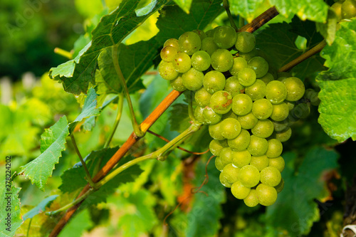Wallpaper Mural bunch of white grape hanging on vine plant at vinery Torontodigital.ca