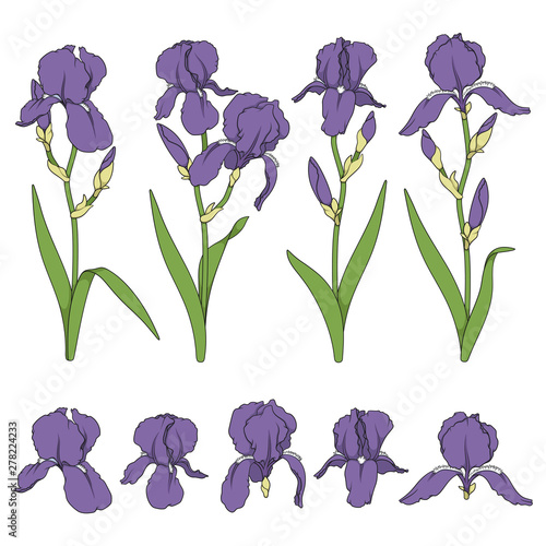 Set of color illustrations with purple iris flowers. Isolated vector objects on white background.