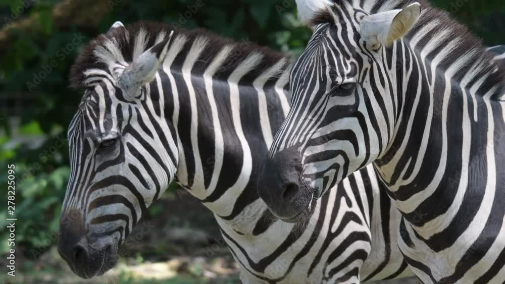 Zebra's heads close up while relaxing in a zoo. Stripes Zebra heads close up shot Zebra's heads close up while relaxing in a zoo. Stripes Zebra heads close up shot