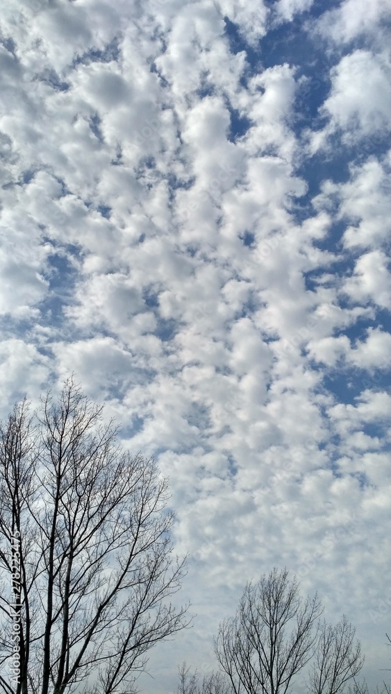trees on the cloudy sky background. Fall time. Summertime. A rural view, landscape. Nature outside, hot summer. Cloudy sky, so big clouds trees on the cloudy sky background. Fall time. Summertime. A rural view, landscape. Nature outside, hot summer. Cloudy sky, so big clouds