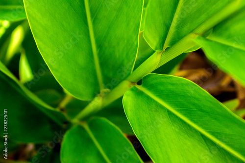 Beautiful green leaves in the morning in the front of the house. selective focus, blurred space for text