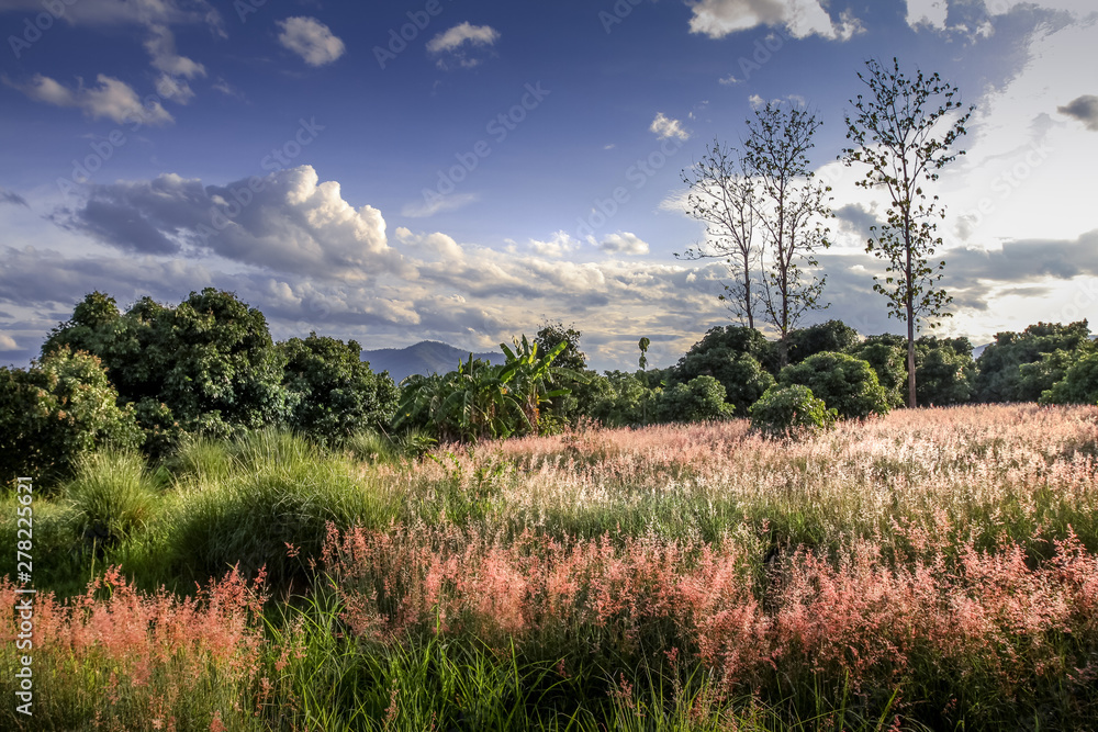 Obraz premium Amazing romantic landscape with wild pink flowers, beautiful cloudy sky and mountain in the background with perfect natural light
