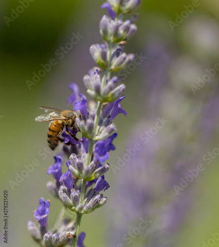 lavender flower and bee