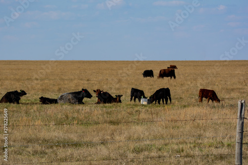 Grass Fed Cattle on the Prairie in Spring 