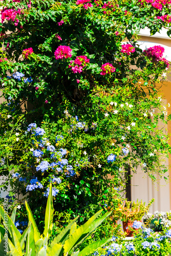 Fototapeta Naklejka Na Ścianę i Meble -  Amazing flowers in Greece
